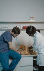Serviço de Veterinário